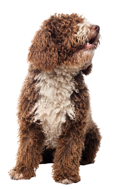 long-haired-brown-dog-sitting-looking-one-side_1-removebg-preview